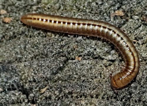 Brachyiulus sp.
